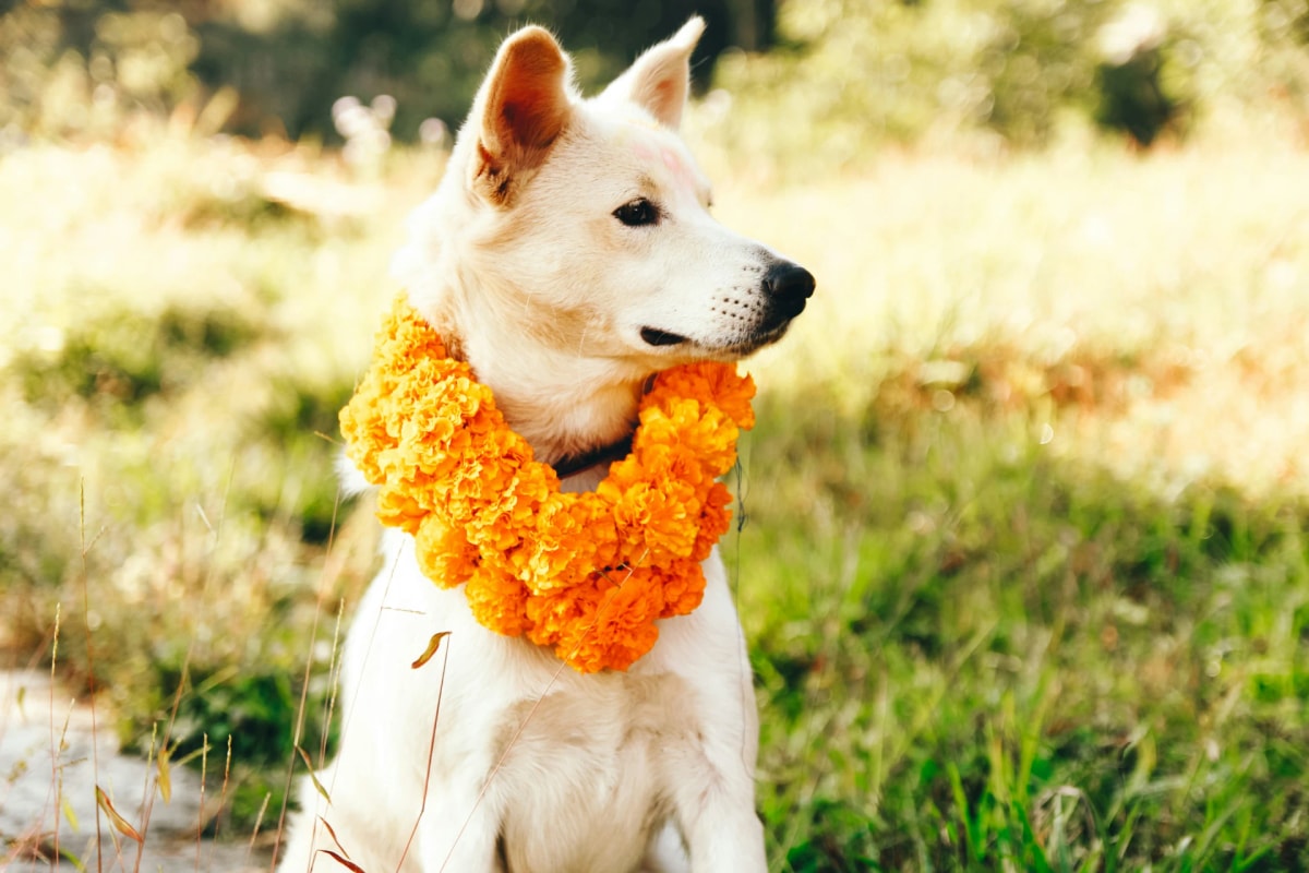 A white dog wears a bright orange marigold garland during Nepal's Kukur Tihar festival