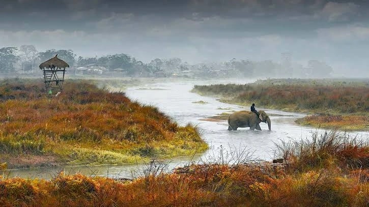 The Elephant safari at Chitwan National Park